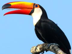 (Toco Toucan) sitting
