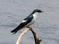 (White-winged Swallow) perching