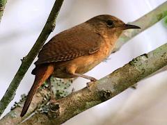 (House Wren) lateral