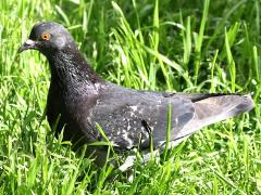 (Feral Pigeon) dark