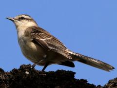 (Chalk-browed Mockingbird) perching