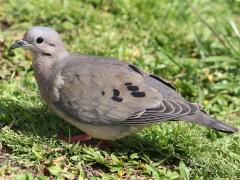 (Eared Dove) standing