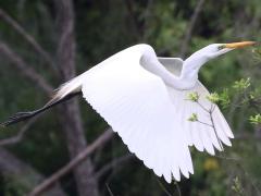 (Great Egret) flight