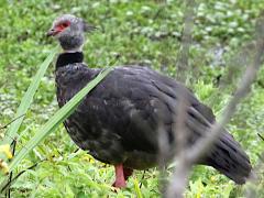 (Southern Screamer) standing