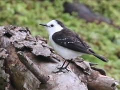 (Black-backed Water-tyrant) perching