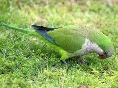 (Monk Parakeet) feeds
