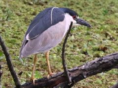 (Black-crowned Night-Heron) perching