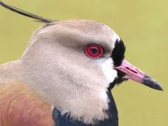 (Southern Lapwing) head