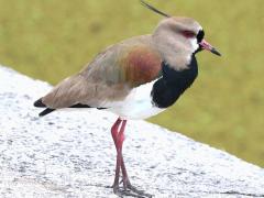 (Southern Lapwing) standing