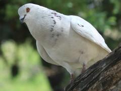 (Feral Pigeon) white