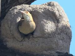 (Rufous Hornero) nest
