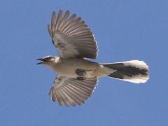 (Chalk-browed Mockingbird) flight