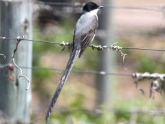 (Fork-tailed Flycatcher) perching
