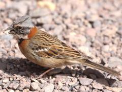 (Rufous-collared Sparrow) feeds