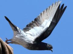 (Feral Pigeon) lifts off