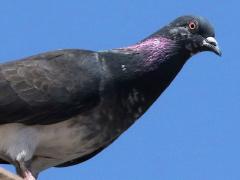 (Feral Pigeon) perched
