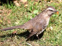 (Chilean Mockingbird) feeding