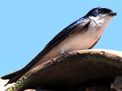 (Chilean Swallow) perched