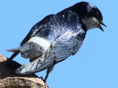(Chilean Swallow) rump