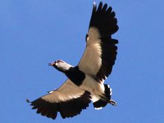 (Southern Lapwing) chilensis cries