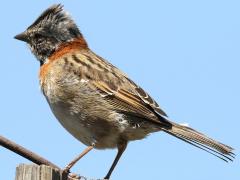 (Rufous-collared Sparrow) perched