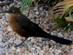 (Great-tailed Grackle) female