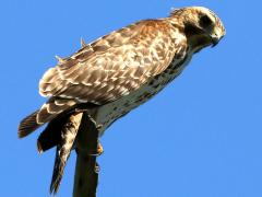 (Red-shouldered Hawk) perching