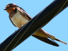 (Barn Swallow) perching