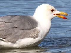 (California Gull) feeding