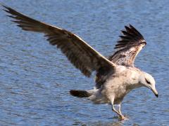 (California Gull) juvenile landing