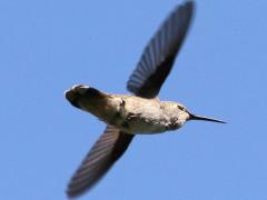 (Anna's Hummingbird) female