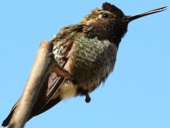 (Anna's Hummingbird) male calls