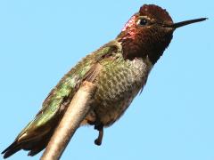(Anna's Hummingbird) male perching