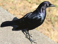 (Brewer's Blackbird) male standing