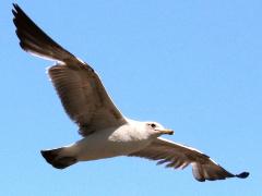 (California Gull) glides