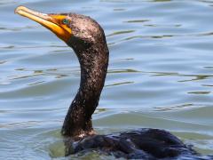 (Double-crested Cormorant) swimming