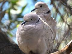 (Eurasian Collared Dove) pair