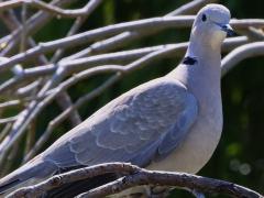 (Eurasian Collared Dove) roosting