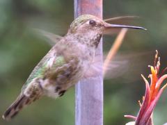 (Anna's Hummingbird) female hovers
