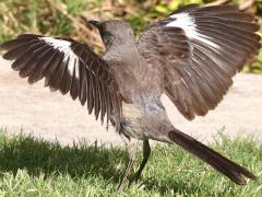 (Northern Mockingbird) flaps dorsal