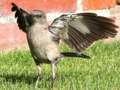(Northern Mockingbird) flaps ventral