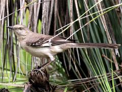 (Northern Mockingbird) perching