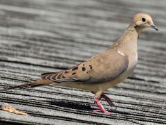 (Mourning Dove) standing
