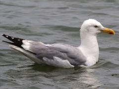 (Herring Gull) swimming