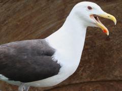 (Great Black-backed Gull) calling