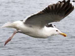 (Great Black-backed Gull) flies upstroke