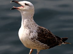 (Great Black-backed Gull) juvenile calling