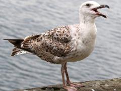 (Great Black-backed Gull) juvenile calls