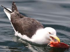 (Great Black-backed Gull) snatches fish