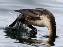 (Double-crested Cormorant) diving